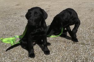 Kai en Karina onderweg naar hun nieuwe eigenaars