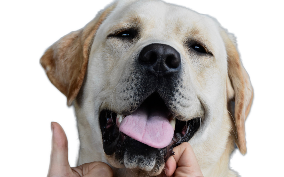 Help jij ons helpen?