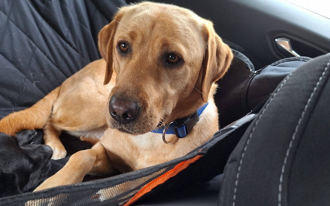 Dagboek van een inseminatie